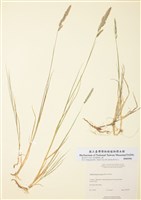 藏品(狐尾亂子草)的圖片